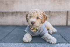 Cute Cockapoo Poodle Mix Pup