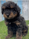 Cute Havapoo Poodle Mix Pup Cute Havapoo Poodle Mix Pup