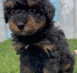 Havadoodle Puppies For Sale - Seaside Pups
