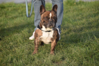 Cute French Bulldog Purebred Pup