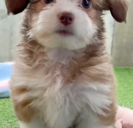 Auss-Tzu Puppies For Sale - Seaside Pups