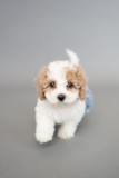 Cute Maltepoo Poodle Mix Pup