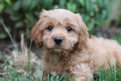 Cavapoo Being Cute