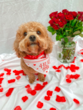 Cute Maltepoo Poodle Mix Pup