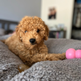 Cute Mini Goldendoodle Poodle Mix Pup