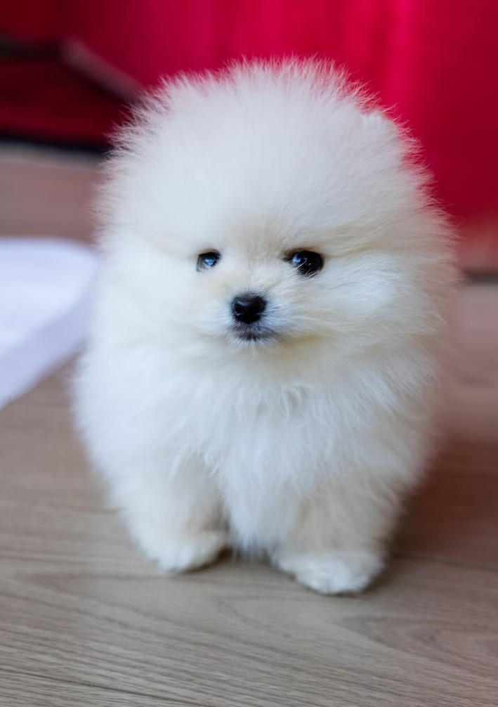 Pomeranian white hot sale dog for sale