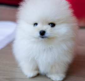 Pom Puppies For Sale - Seaside Pups
