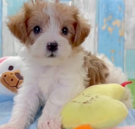 Yorkie Doodle Puppies For Sale - Seaside Pups