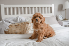 Cute Cocker Poodle Mix Pup