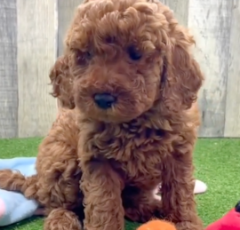 Irishdoodle Puppies For Sale - Seaside Pups