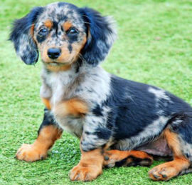 Mini Doxiedoodle Puppies For Sale - Seaside Pups