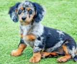 Mini Doxiedoodle Puppies For Sale Seaside Pups