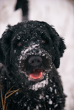 Cute Portuguese Water Dog Purebred Pup