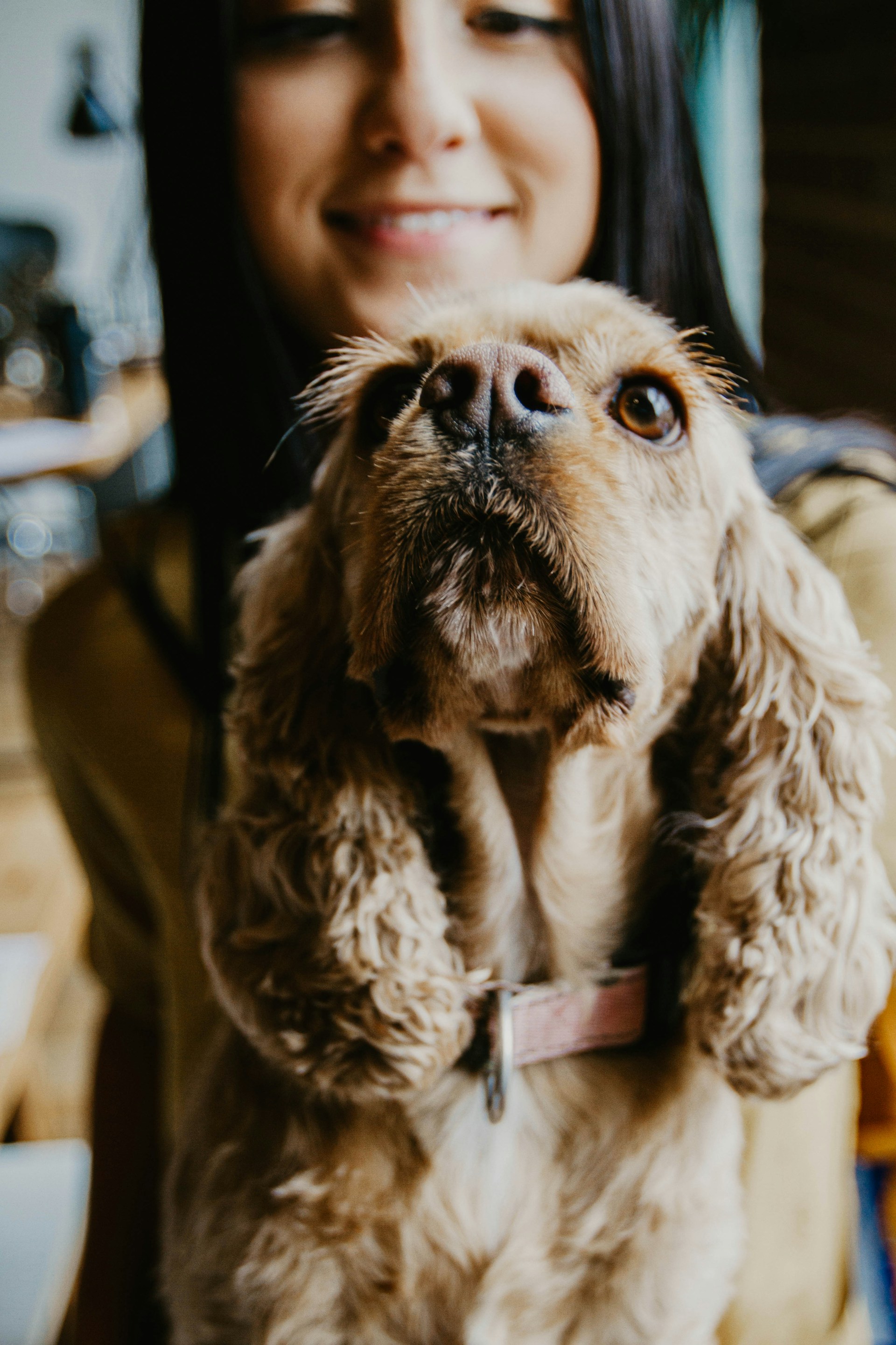 beautiful dog sitting in front of a woman - is seaside pups a broker
