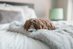 Cockapoo Being Cute