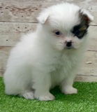 Cute Shih Pom Pup