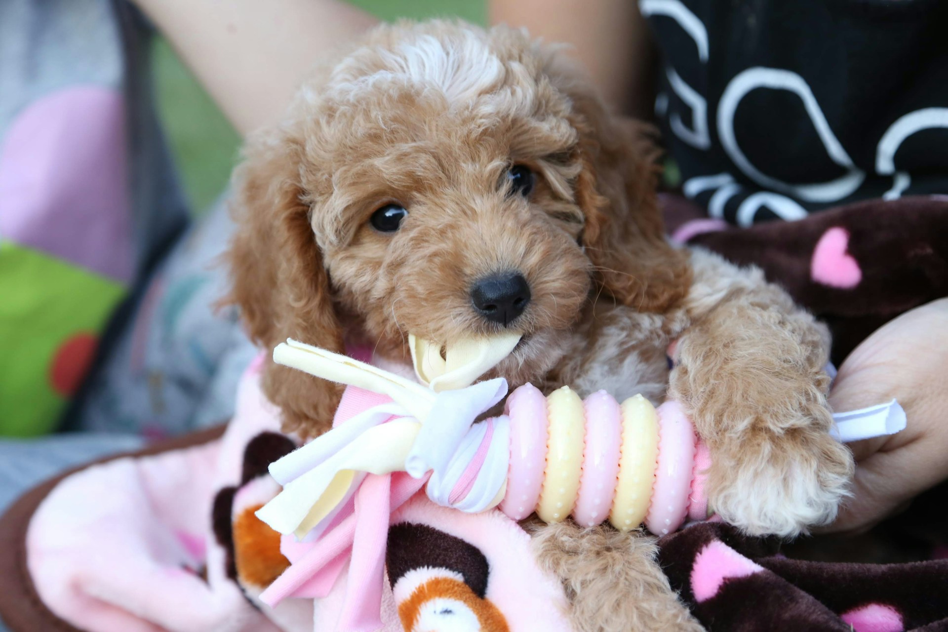 cute puppy playing with dog toys - is seaside pups a puppy broker