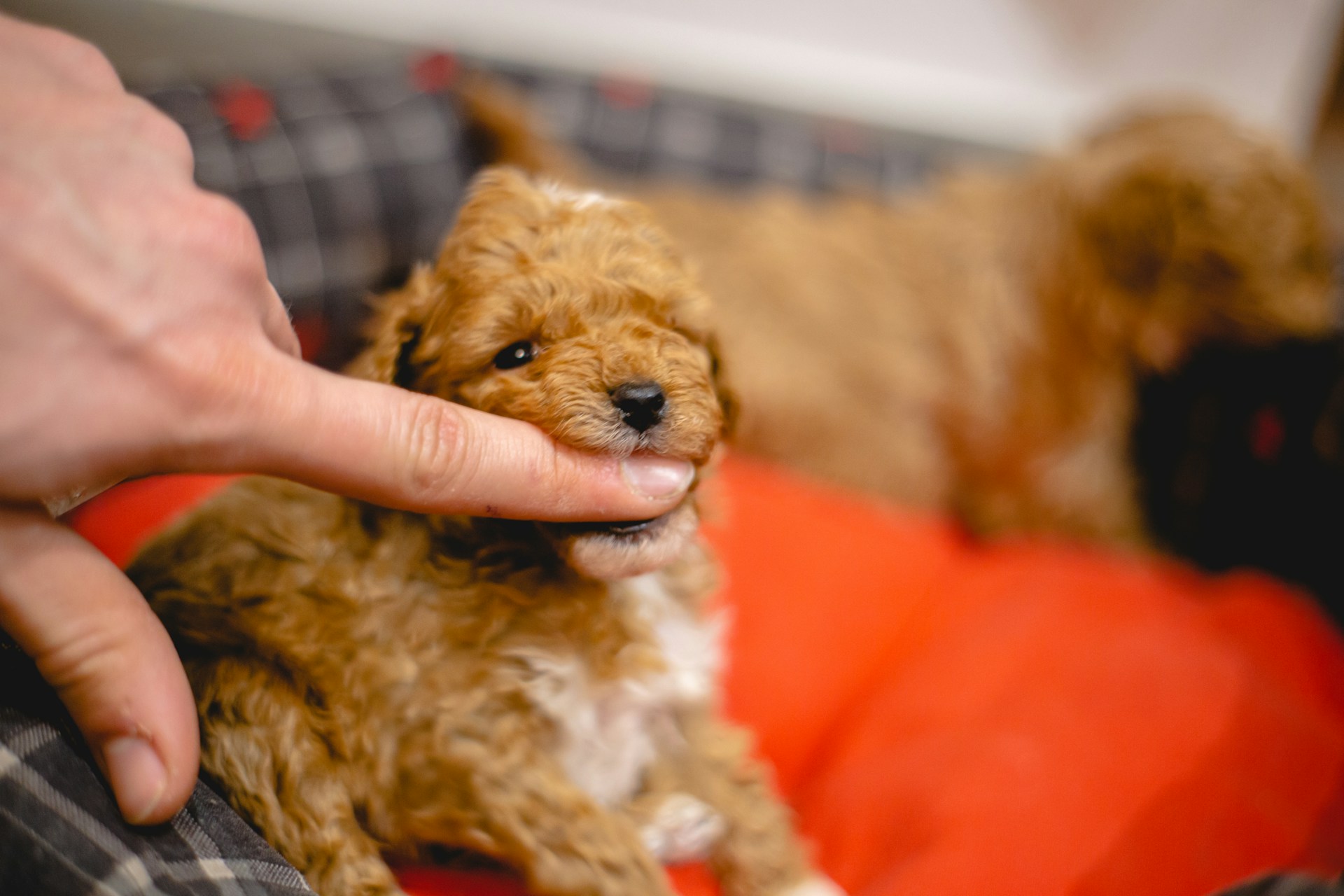 person petting a small cavapoo puppy - seaside pups
