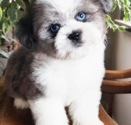 Saussie Puppies For Sale - Seaside Pups