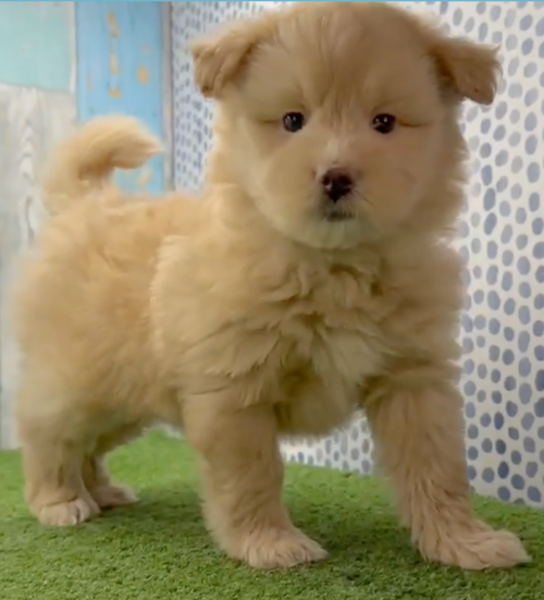 Small Mini Pomskydoodle Pup