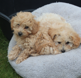 Maltepoo Puppies For Sale - Seaside Pups