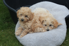 Maltipoo Being Cute