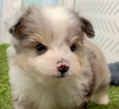 Cute Aussiechon Pup