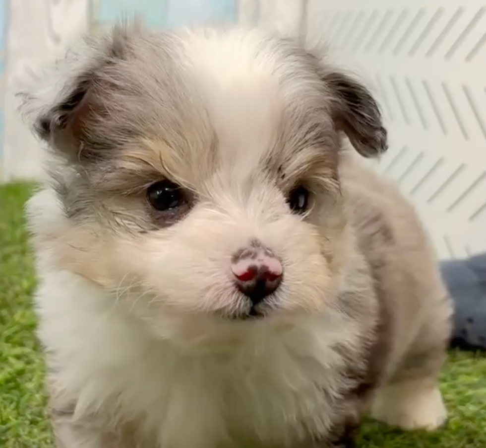Cute Aussiechon Pup