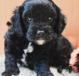 Cavadoodle Puppies For Sale - Seaside Pups