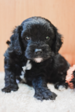 Cute Cavapoo Poodle Mix Pup