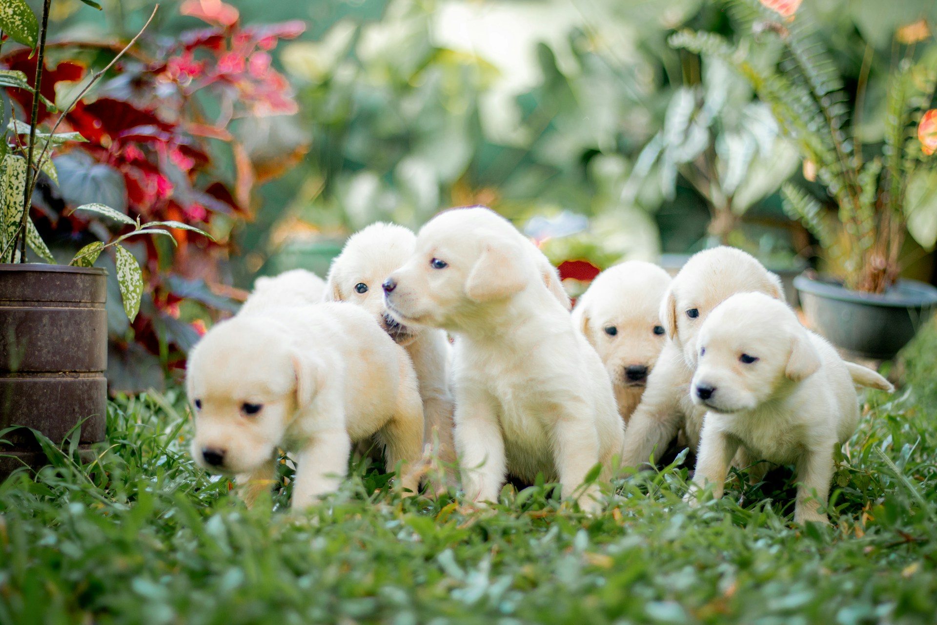 7 white puppies in the grass - puppies are 7 weeks old