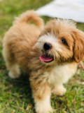 Cute Maltipoo Pup