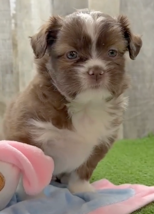 Cute Saussie Pup