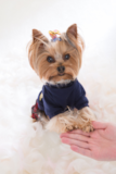 Yorkshire Terrier Being Cute