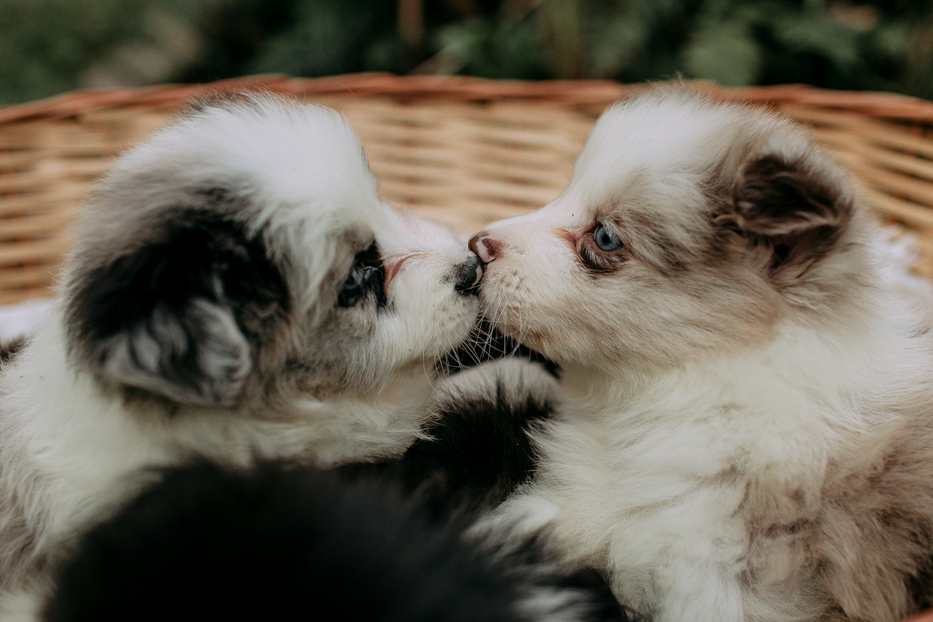 two mini aussie puppies sitting in a basket