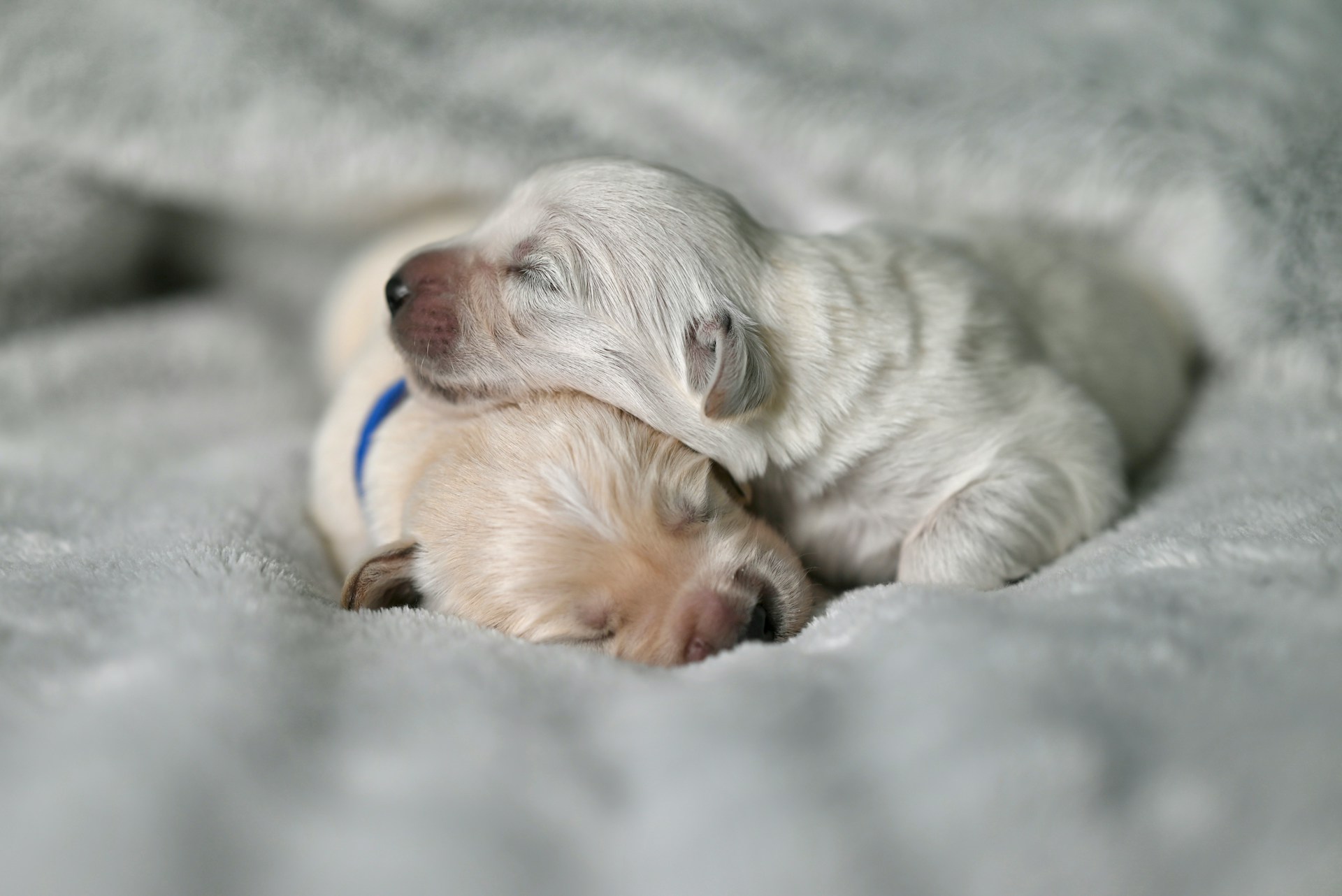 two small white puppies 1-2 weeks old sleeping together - seaside pups first 8 weeks of a puppys life