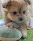 Cute Pomachon Pup