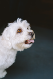 Cute Maltese Pup