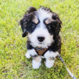 Cute Mini Bernedoodle Pup