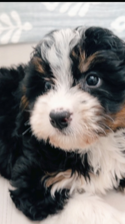 Seaside Pups Tiktok videos 😍❤️