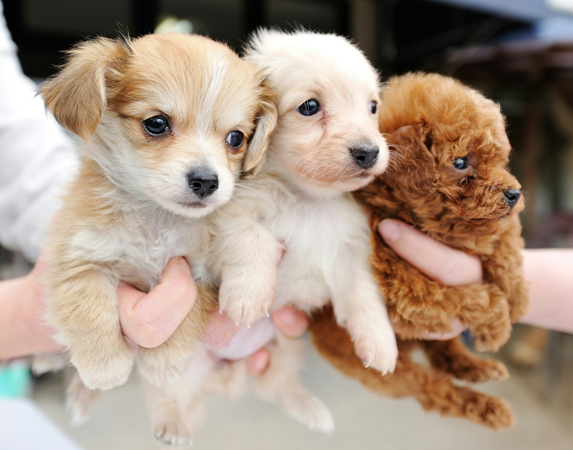 what a broker is - three different puppies being held by a person