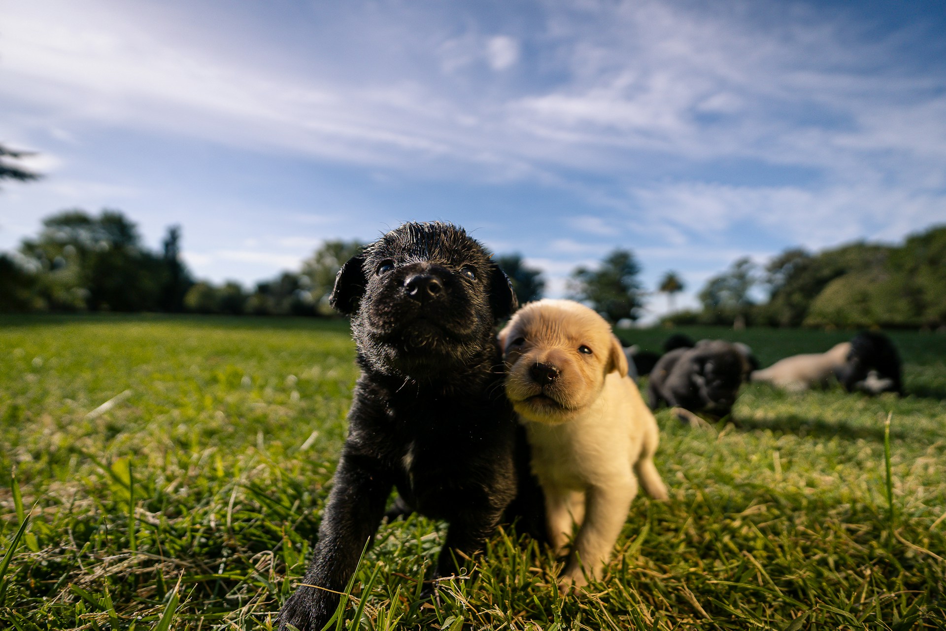 two puppies playing in the grass