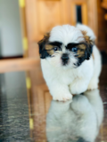 Cute Shih Tzu Purebred Pup