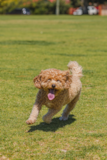 Cute Cavoodle Poodle Mix Pup