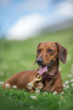 Cute Dachshund Pup