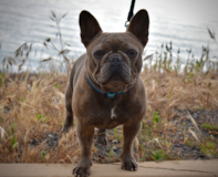 Cute French Bulldog Purebred Pup