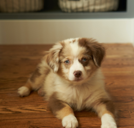 Mini Aussie Poo Puppies For Sale - Seaside Pups