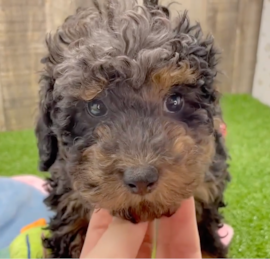 Toy Poodle Puppies For Sale - Seaside Pups