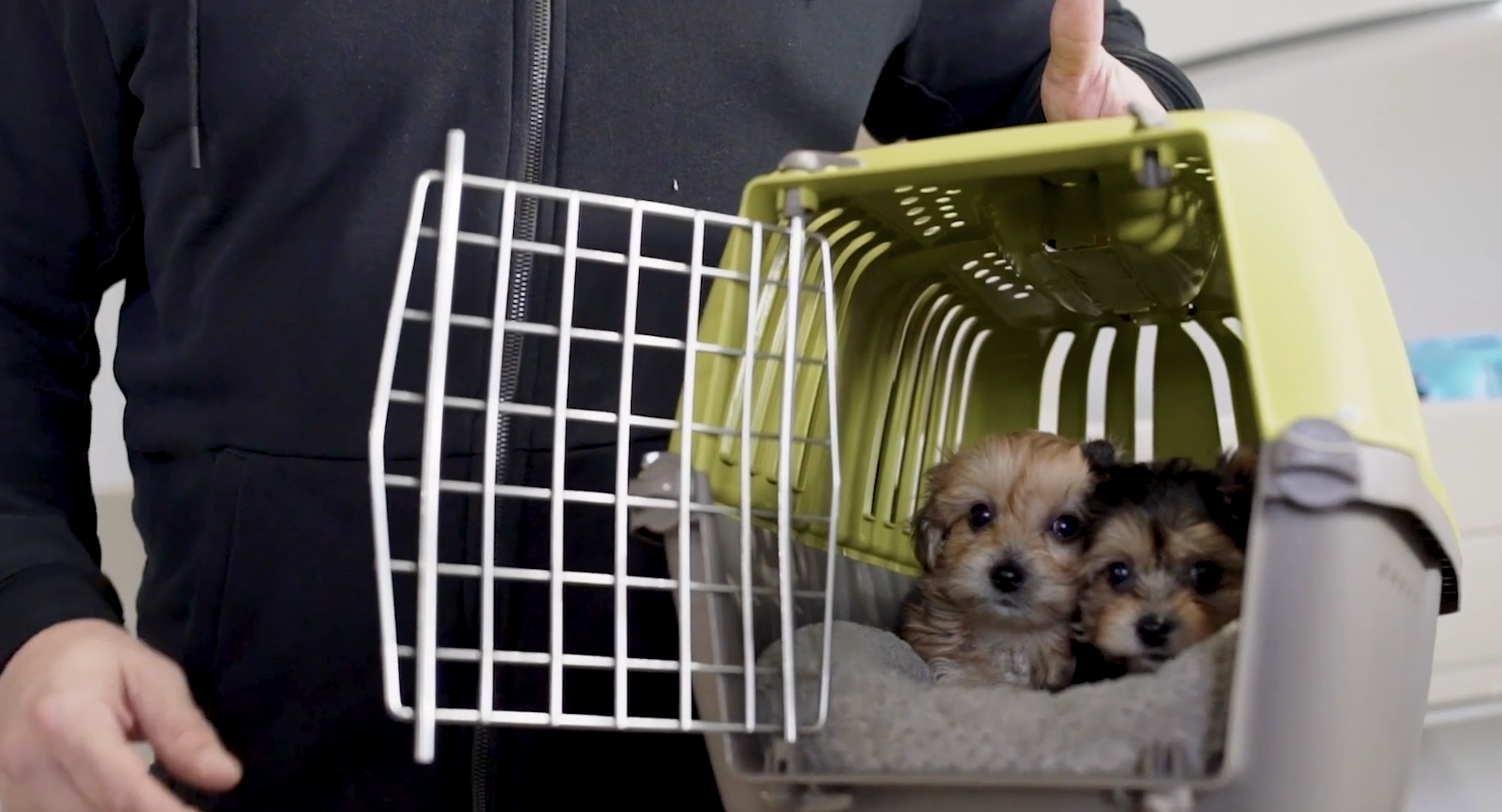 puppy delivery at seaside pups