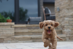 Cute Cavapoo Poodle Mix Pup